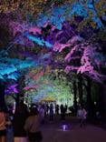 国営昭和記念公園 秋の夜散歩に投稿された画像（2024/11/3）