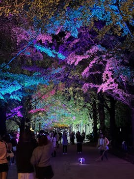 国営昭和記念公園 秋の夜散歩に投稿された画像（2024/11/3）