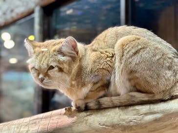 那須どうぶつ王国に投稿された画像（2024/11/3）