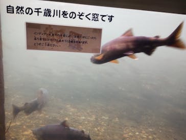 サケのふるさと 千歳水族館に投稿された画像（2024/11/3）