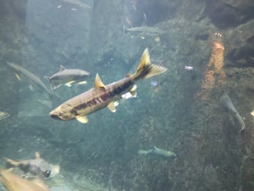サケのふるさと 千歳水族館に投稿された画像（2024/11/3）