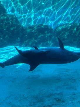 名古屋港水族館に投稿された画像（2024/11/3）