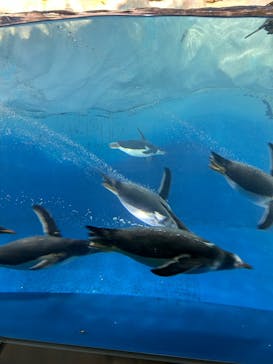 名古屋港水族館に投稿された画像（2024/11/3）
