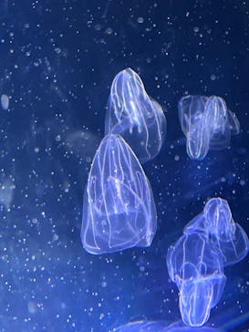 名古屋港水族館に投稿された画像（2024/11/3）