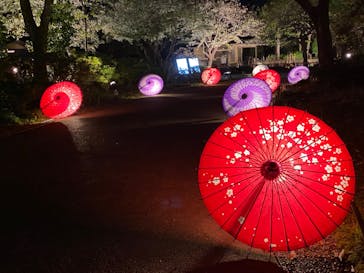 国営昭和記念公園 秋の夜散歩に投稿された画像（2024/11/3）