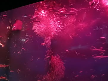 アクアワールド茨城県大洗水族館に投稿された画像（2024/11/3）