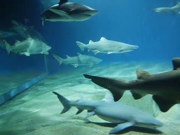 アクアワールド茨城県大洗水族館に投稿された画像（2024/11/3）
