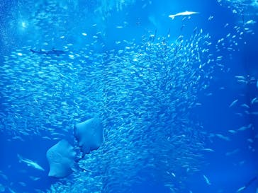 アクアワールド茨城県大洗水族館に投稿された画像（2024/11/3）