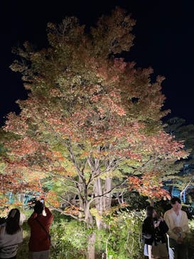 国営昭和記念公園 秋の夜散歩に投稿された画像（2024/11/3）