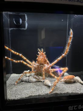 竹島水族館に投稿された画像（2024/11/3）