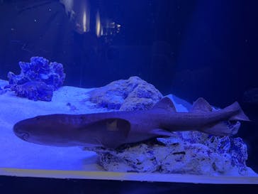 竹島水族館に投稿された画像（2024/11/3）