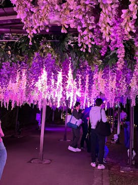 東京メガイルミに投稿された画像（2024/11/3）