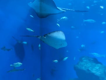 アクアワールド茨城県大洗水族館に投稿された画像（2024/11/3）