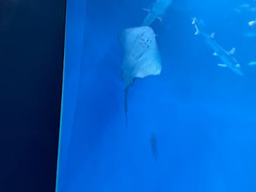 アクアワールド茨城県大洗水族館に投稿された画像（2024/11/3）