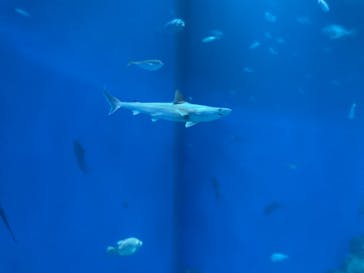 アクアワールド茨城県大洗水族館に投稿された画像（2024/11/3）
