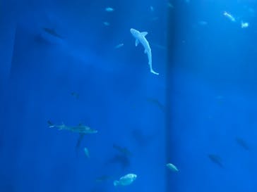 アクアワールド茨城県大洗水族館に投稿された画像（2024/11/3）