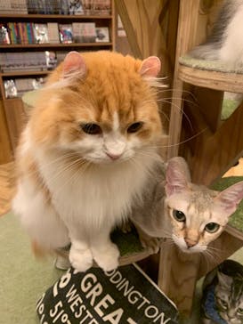 猫カフェモカ　大阪心斎橋店に投稿された画像（2024/11/3）