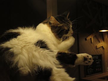 猫カフェモカ　大阪心斎橋店に投稿された画像（2024/11/3）