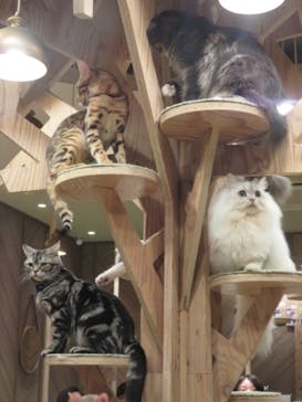 猫カフェモカ　大阪心斎橋店に投稿された画像（2024/11/3）