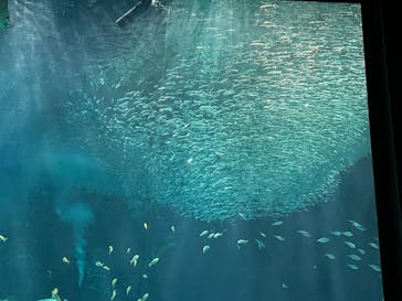 マリンワールド海の中道に投稿された画像（2024/11/3）