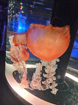 マクセル アクアパーク品川に投稿された画像（2024/11/3）