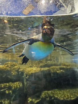 マクセル アクアパーク品川に投稿された画像（2024/11/3）