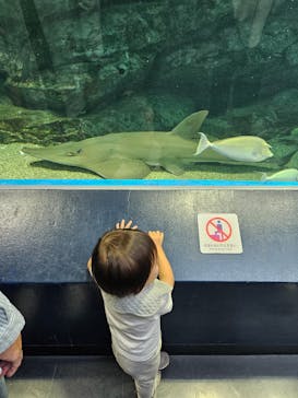 マクセル アクアパーク品川に投稿された画像（2024/11/3）