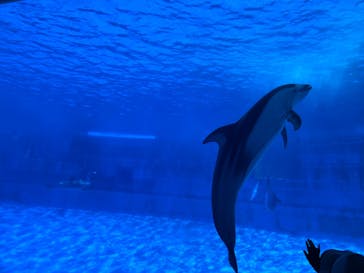 名古屋港水族館に投稿された画像（2024/11/3）