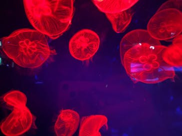 名古屋港水族館に投稿された画像（2024/11/3）