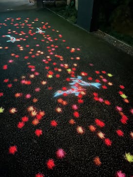 国営昭和記念公園 秋の夜散歩に投稿された画像（2024/11/3）