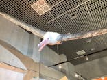 特別展「鳥 ～ゲノム解析が解き明かす新しい鳥類の系統～」国立科学博物館に投稿された画像（2024/11/4）