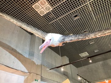 特別展「鳥 ～ゲノム解析が解き明かす新しい鳥類の系統～」国立科学博物館に投稿された画像（2024/11/3）