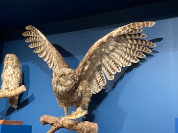 特別展「鳥 ～ゲノム解析が解き明かす新しい鳥類の系統～」国立科学博物館に投稿された画像（2024/11/3）