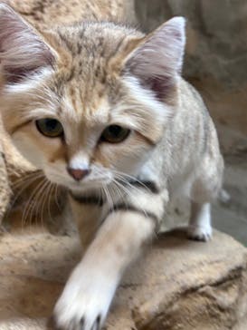 那須どうぶつ王国に投稿された画像（2024/11/3）