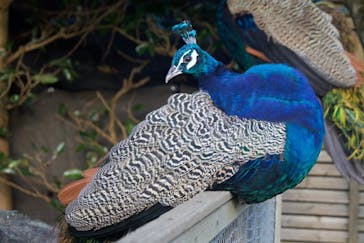 伊豆シャボテン動物公園に投稿された画像（2024/11/3）