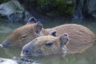 伊豆シャボテン動物公園に投稿された画像（2024/11/3）