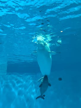 島根県立 しまね海洋館に投稿された画像（2024/11/3）