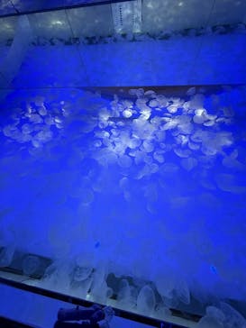 アクアワールド茨城県大洗水族館に投稿された画像（2024/11/3）