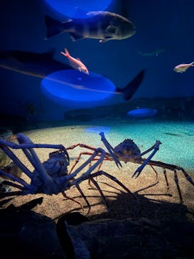 アクアワールド茨城県大洗水族館に投稿された画像（2024/11/3）