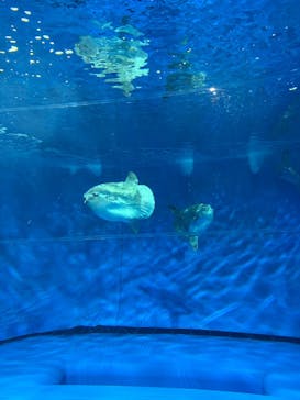 アクアワールド茨城県大洗水族館に投稿された画像（2024/11/3）