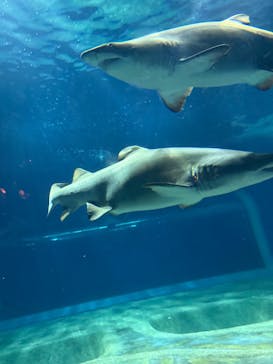 アクアワールド茨城県大洗水族館に投稿された画像（2024/11/3）