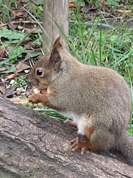 那須どうぶつ王国に投稿された画像（2024/11/3）