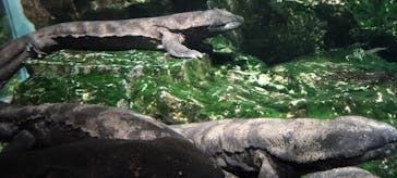 京都水族館に投稿された画像（2024/11/3）