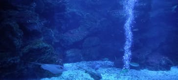 京都水族館に投稿された画像（2024/11/3）