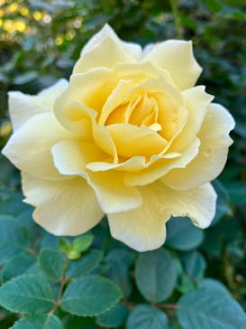 横浜イングリッシュガーデンに投稿された画像（2024/11/4）