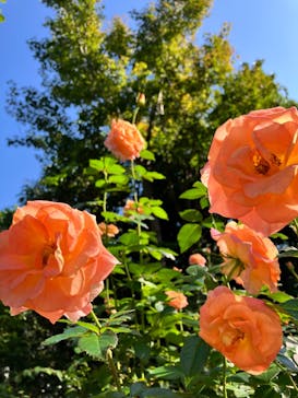 横浜イングリッシュガーデンに投稿された画像（2024/11/4）