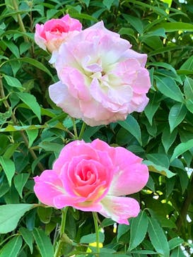 横浜イングリッシュガーデンに投稿された画像（2024/11/4）