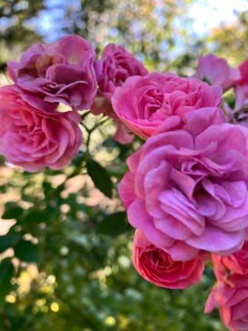 横浜イングリッシュガーデンに投稿された画像（2024/11/4）