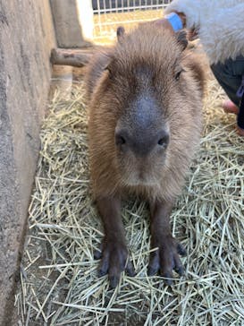 霞ケ浦 どうぶつとみんなのいえに投稿された画像（2024/11/4）