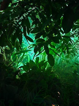 京都府立植物園　LIGHT CYCLES KYOTOに投稿された画像（2024/11/4）